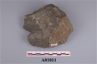 藏品(有孔蟲類)的圖片